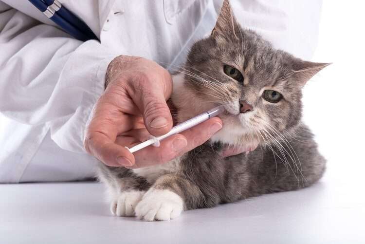 10 Best Medication for Cat Allergies in 2021