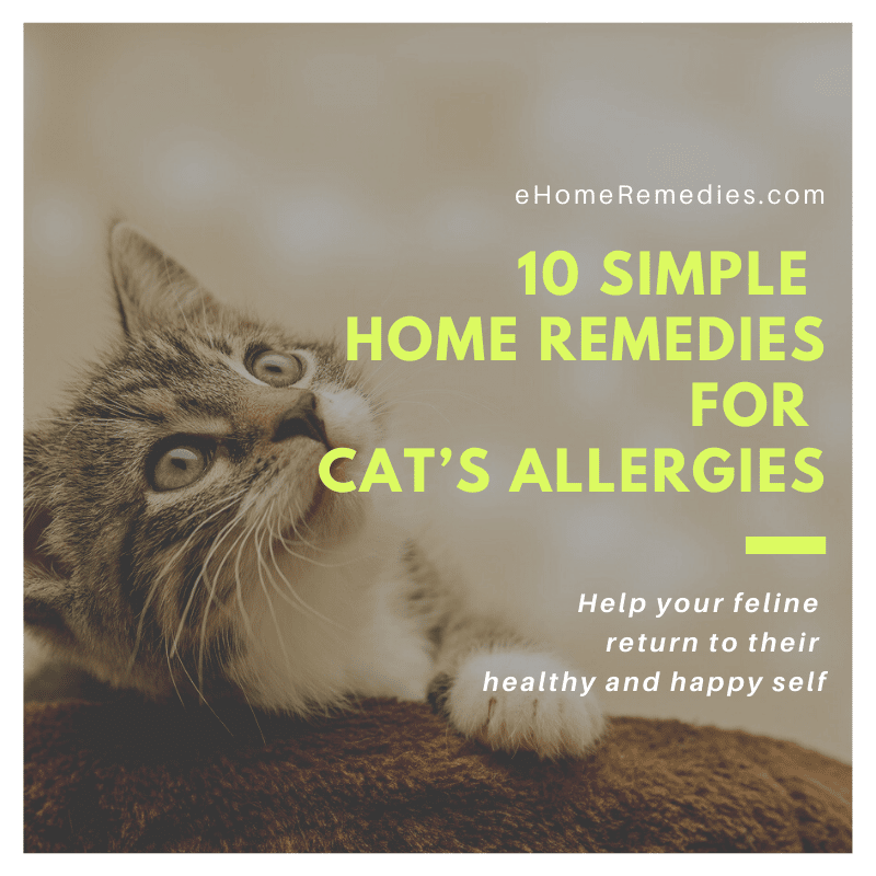 10 Simple Home Remedies For Cats Allergies » EHome Remedies