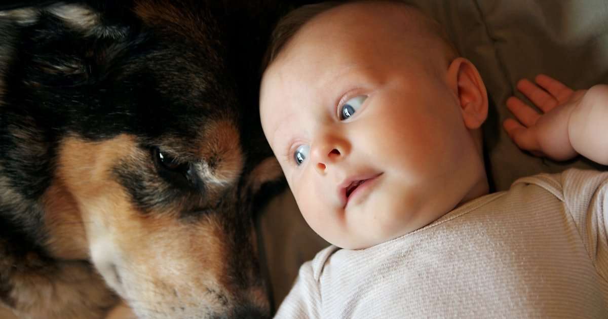 10 Weird Things Dogs Do Around Babies &  Why, Explained By A Dog Trainer