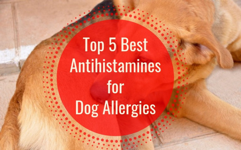 5 Best Antihistamines for Dog Allergies In 2020