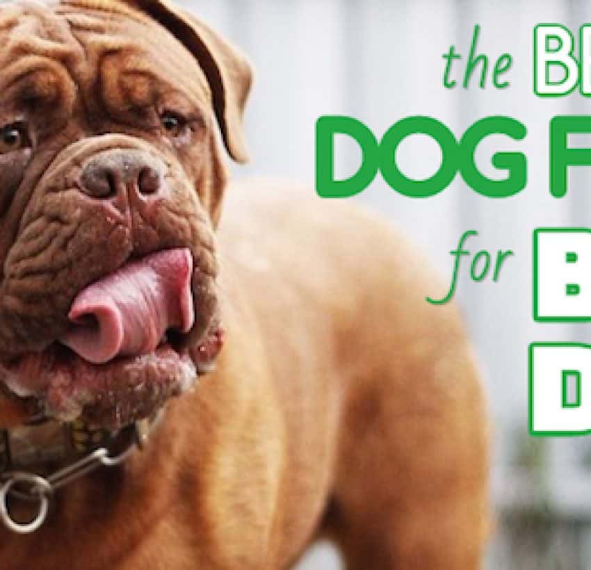 5 Best Hypoallergenic Dog Foods + What to Feed a Dog With Allergies