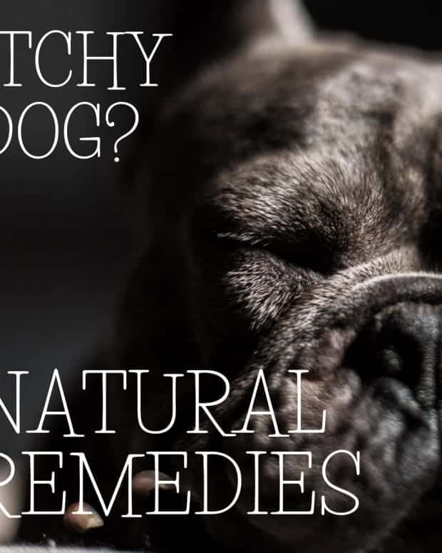 5 Safe Aromatherapy Essential Oils That Can Help Your Dog