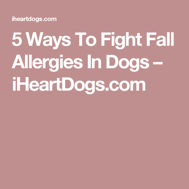 5 Ways To Fight Fall Allergies In Dogs