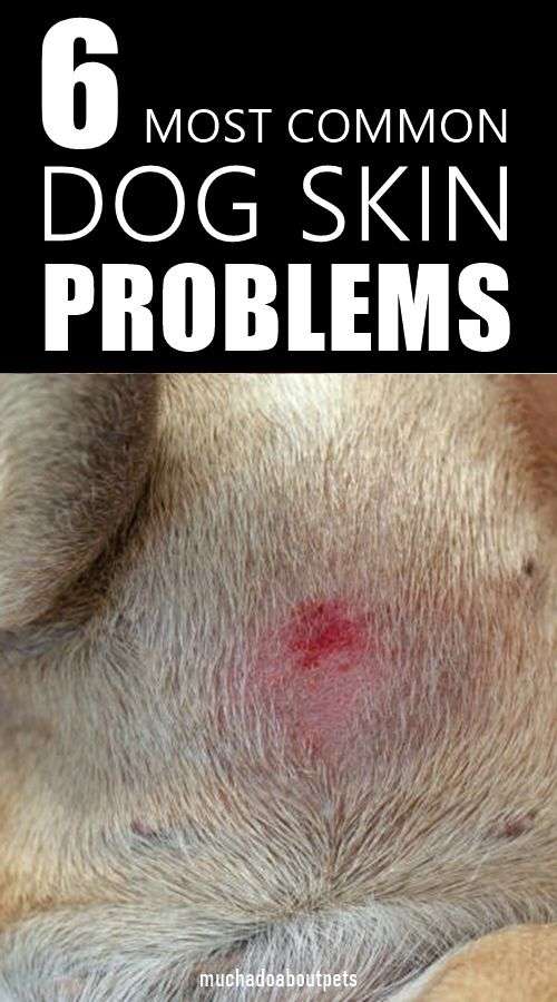 6 Most Common Dog Skin Problems (And How to Solve Them) in 2020