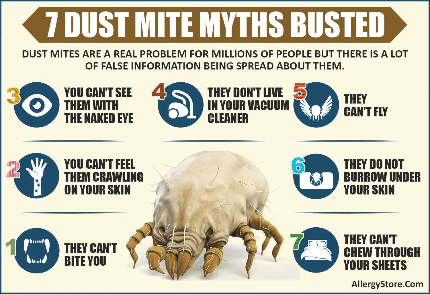 7 Dust Mite Myths Busted