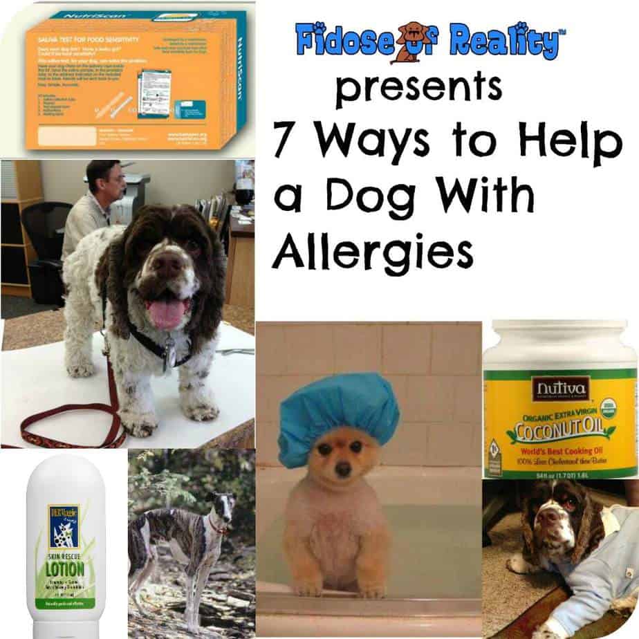 7 Ways To Help a Dog With Allergies