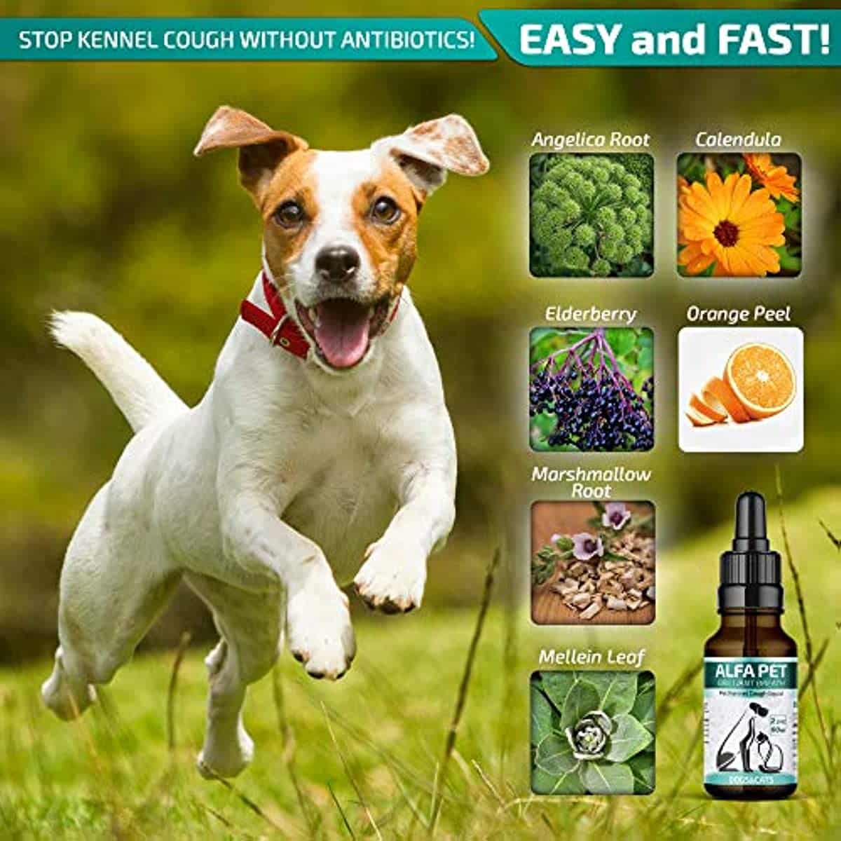 Alfa Pet Kennel Cough Medicine For Dogs Organic Dog Colds &  Allergies ...