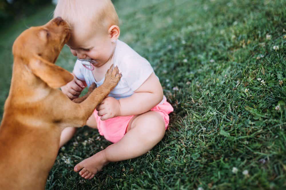 Allergies in babies from pets  How to manage them properly