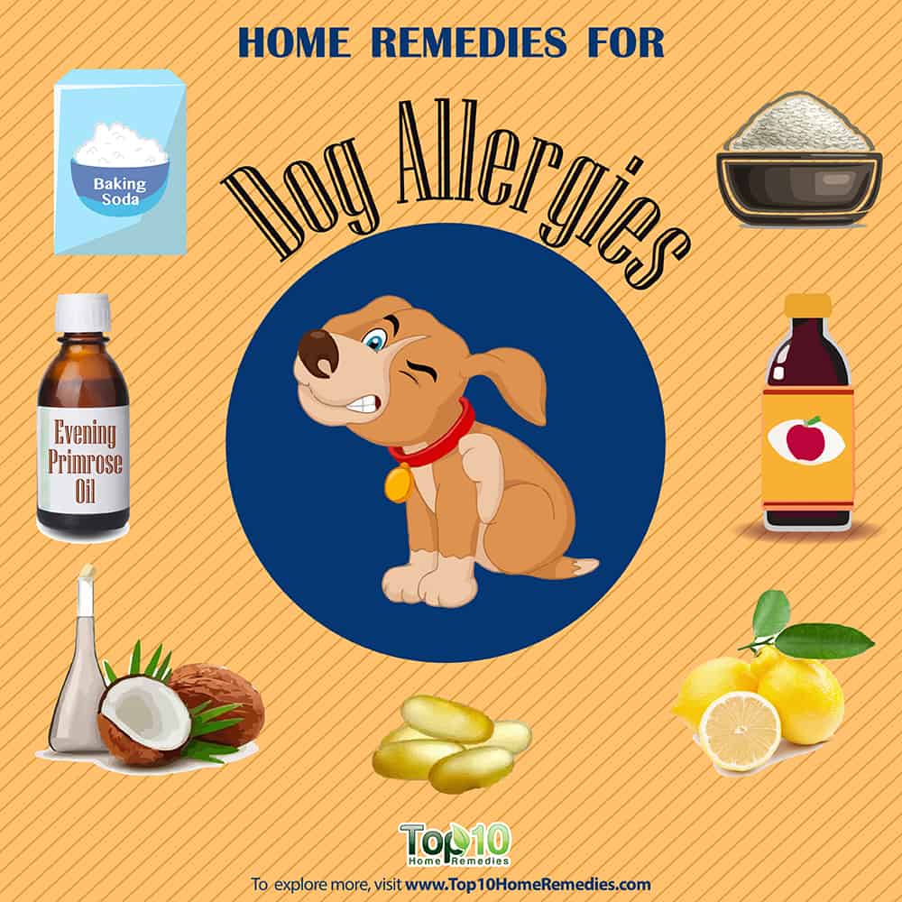 Allergies in Dogs: Treatment With Natural Remedies