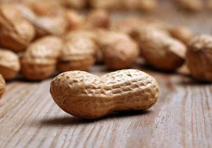 Allergy: immune therapy daily peanuts to eat