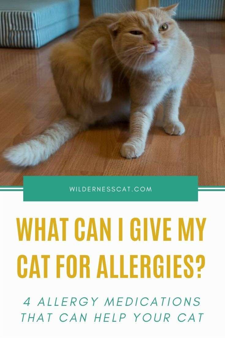 Allergy Medicine for Cats: What Can I Give My Cat for Allergies? in ...