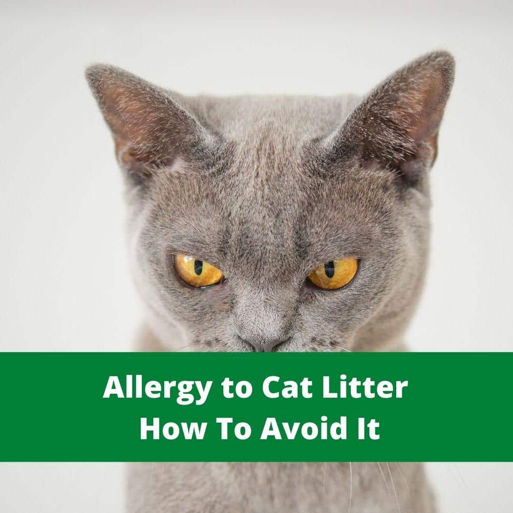 Allergy to Cat Litter