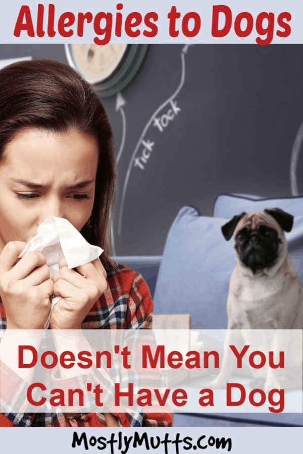 Allergy To Dogs Does Not Mean You can