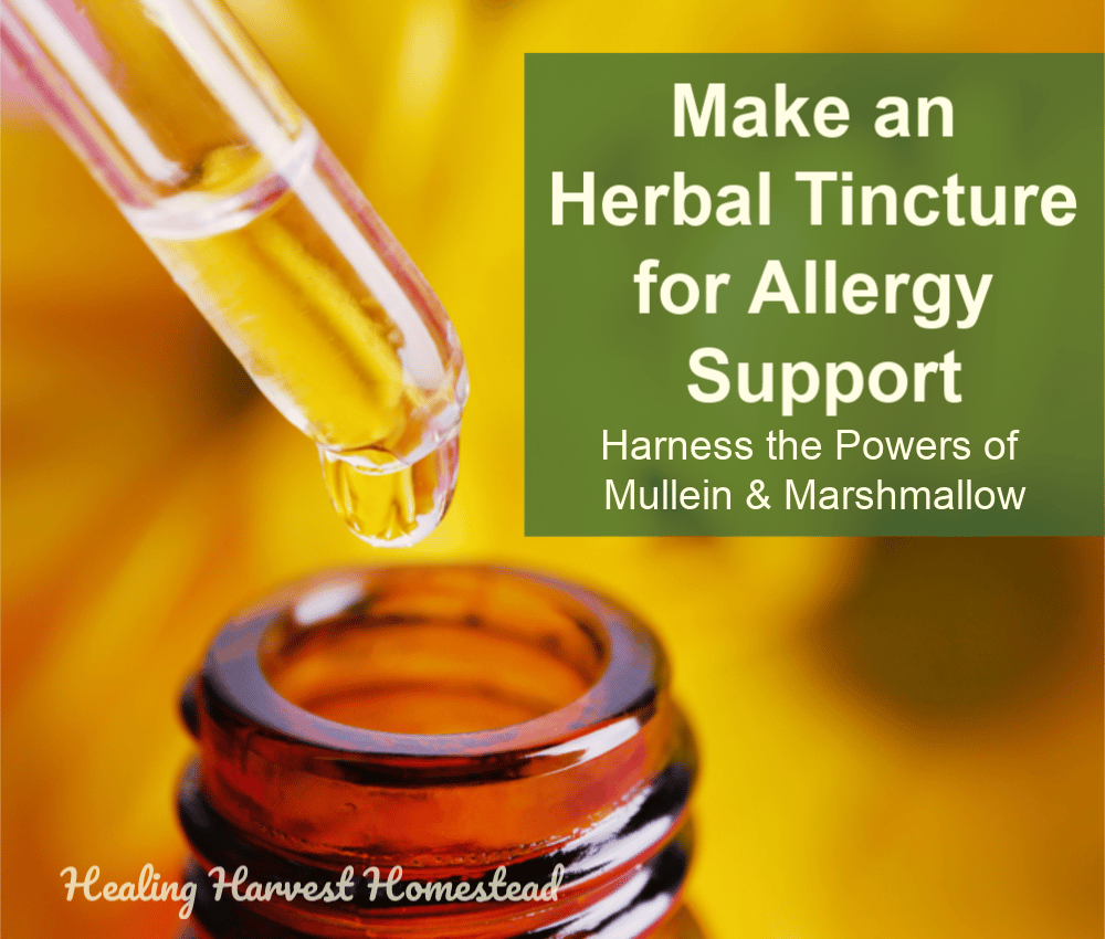 An Herbal Tea or Tincture for Seasonal Allergy Support: Get Rid of ...