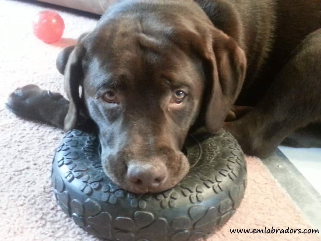 Are All Labradors Plagued With Allergies?