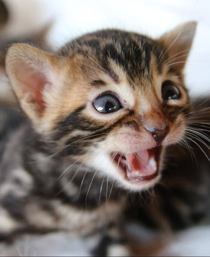 Are Bengal Cats Hypoallergenic?