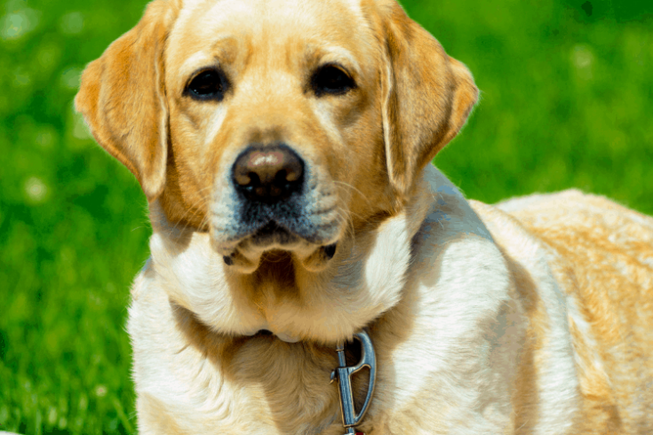 Are Labrador Retrievers Hypoallergenic?