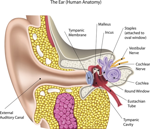 Are some children more susceptible to ear infections?