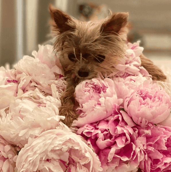Are Yorkies Hypoallergenic? A Complete Guide For Allergy Sufferers!