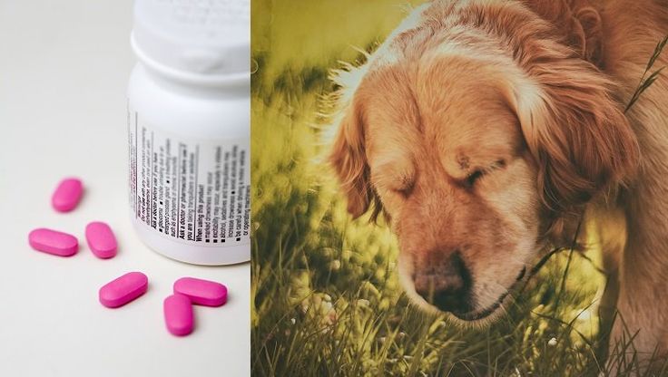 Benadryl For Dogs: Dosage, Uses, And Side Effects