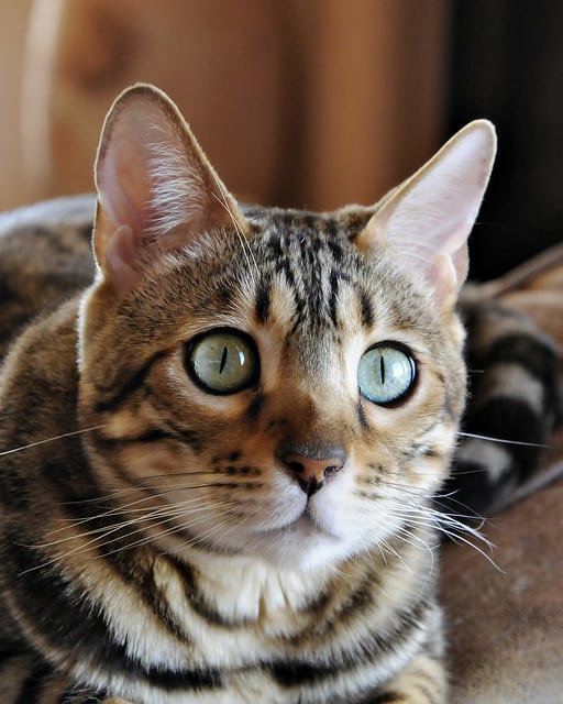 Bengal Cat Pictures and Information
