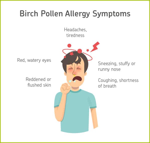 Birch pollen allergy: causes &  treatment