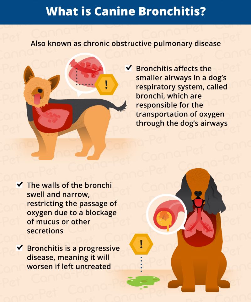 Bronchitis in Dogs: Causes, Signs, &  Treatments
