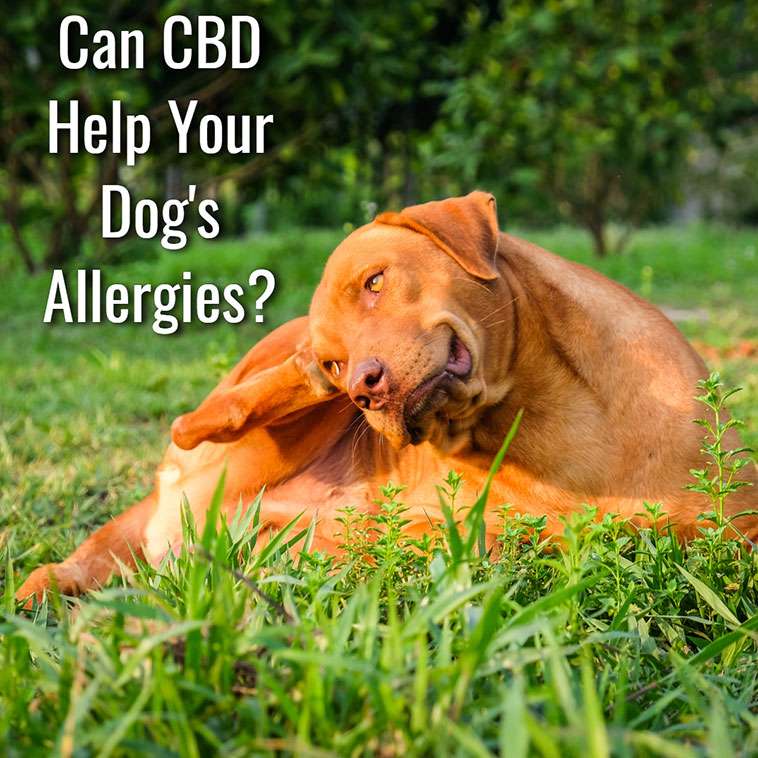 Can CBD Help With Dog Allergies?