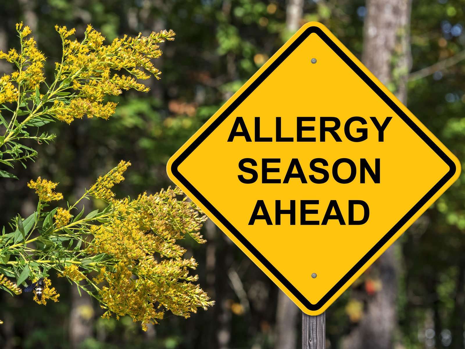Can You Outgrow Allergies?