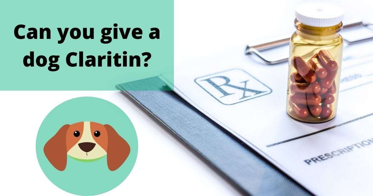Can you use Claritin for dogs?