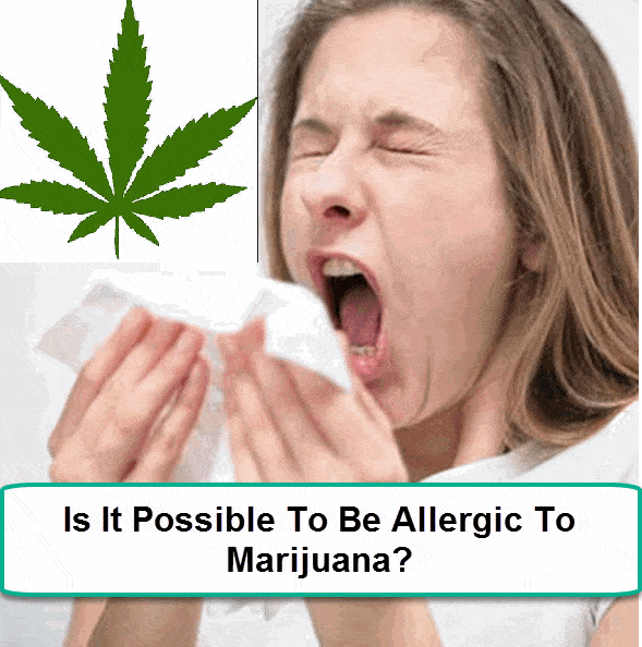 Cannabis For Seasonal Allergies