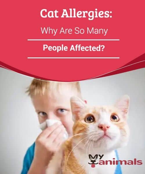 Cat Allergies: Why Are So Many People Affected? Cat allergies cause ...