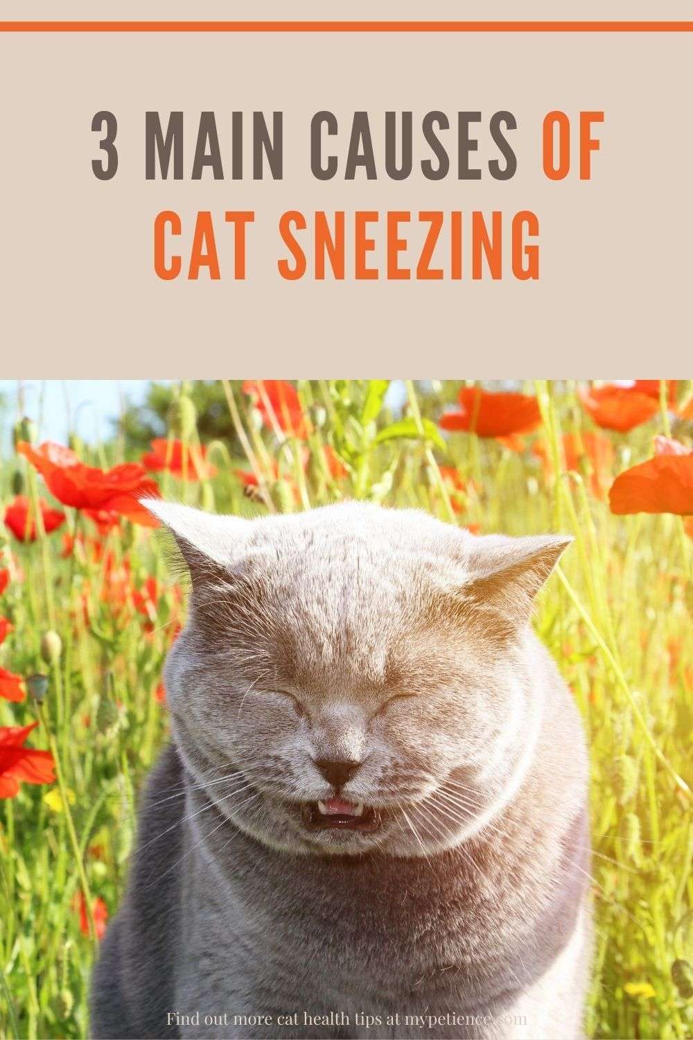 Cat Diarrhea And Sneezing