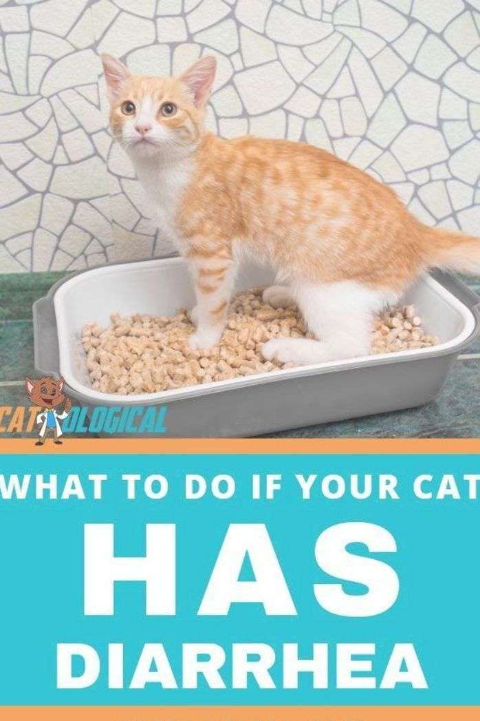 Cat Food Allergies Diarrhea