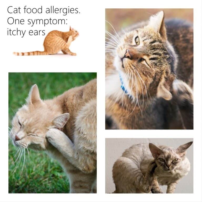 Cat food allergies: two places where the symptoms show up â PoC