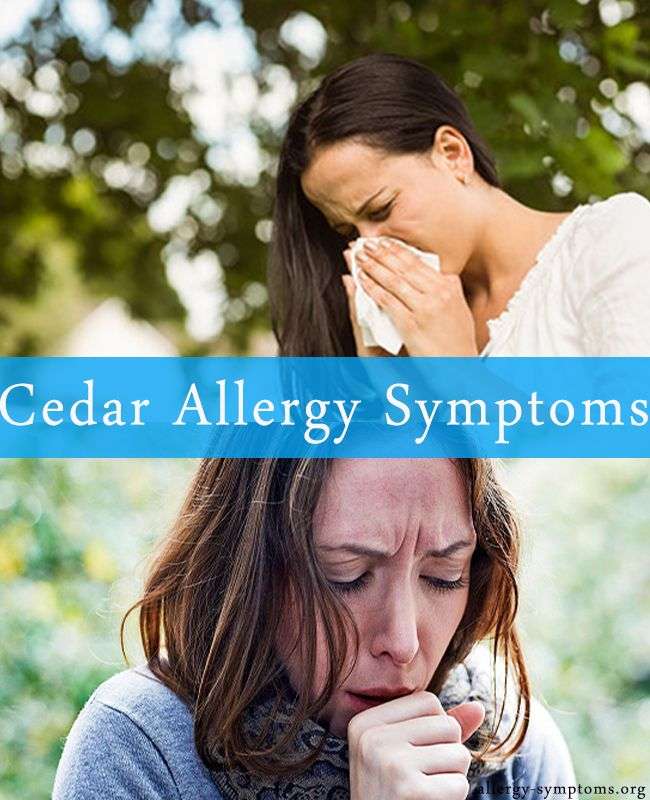 Cedar Allergy Symptoms and Diagnosis