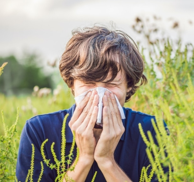 Climate change linked to longer allergy season in Bay Area, Stanford ...