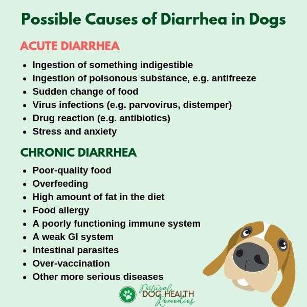 Common possible causes of diarrhea in dogs.