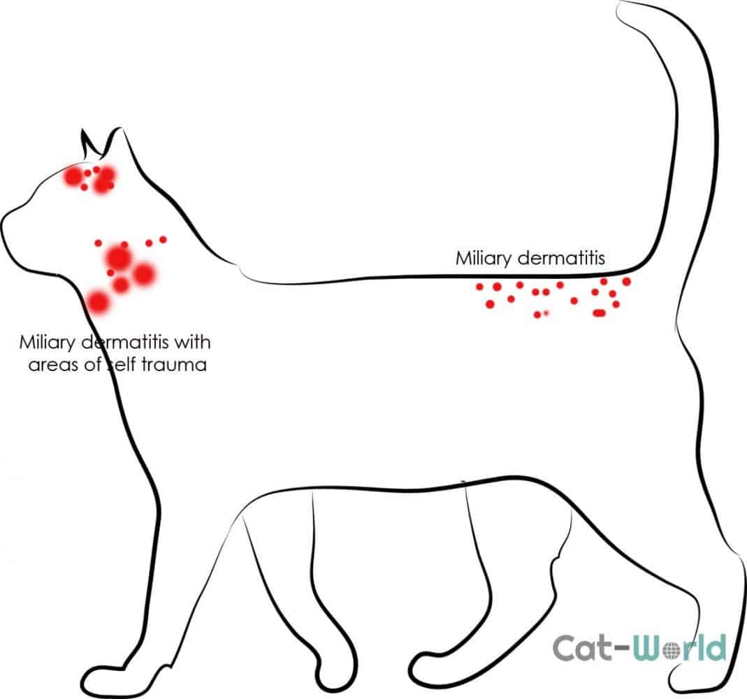 Common Types of Skin Disease in Cats