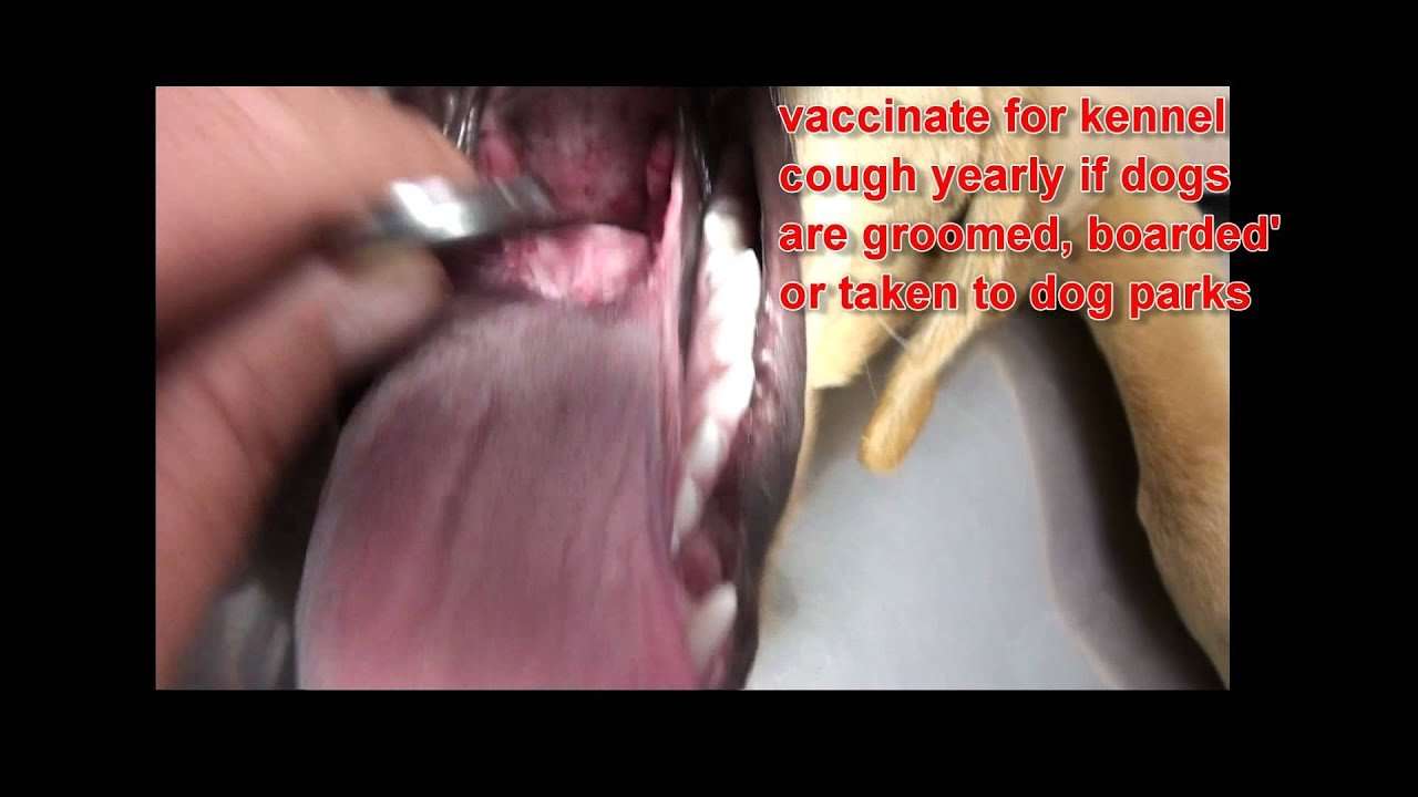 Cough and swollen tonsils in dogs