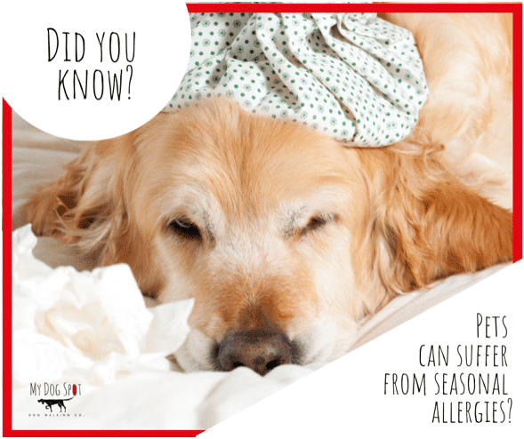 Do Dogs Suffer from Seasonal Allergies?
