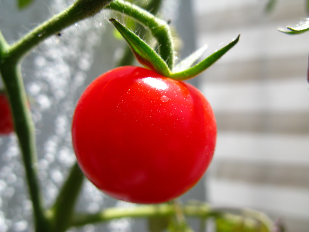 Do You Have a Tomato Intolerance or Tomato Allergy?
