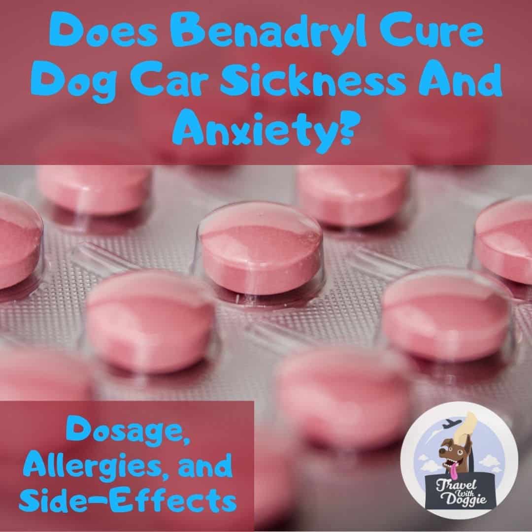 Does Benadryl Cure Dog Car Sickness and Anxiety? Dosage, Allergies and ...