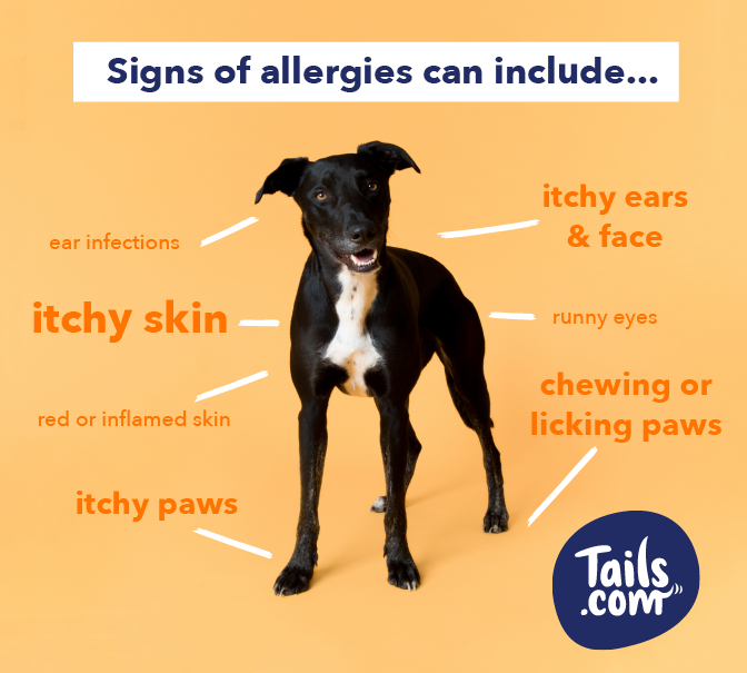 Does my dog have a food allergy?