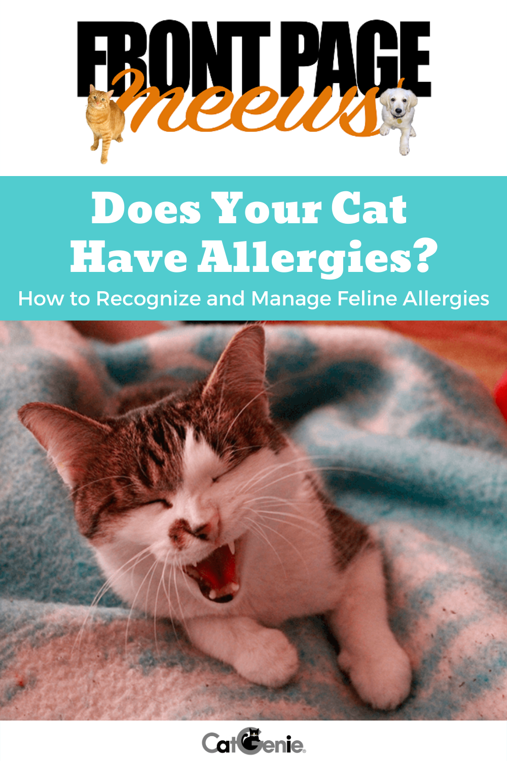 Does your cat just have the sniffles or could it actually be feline ...