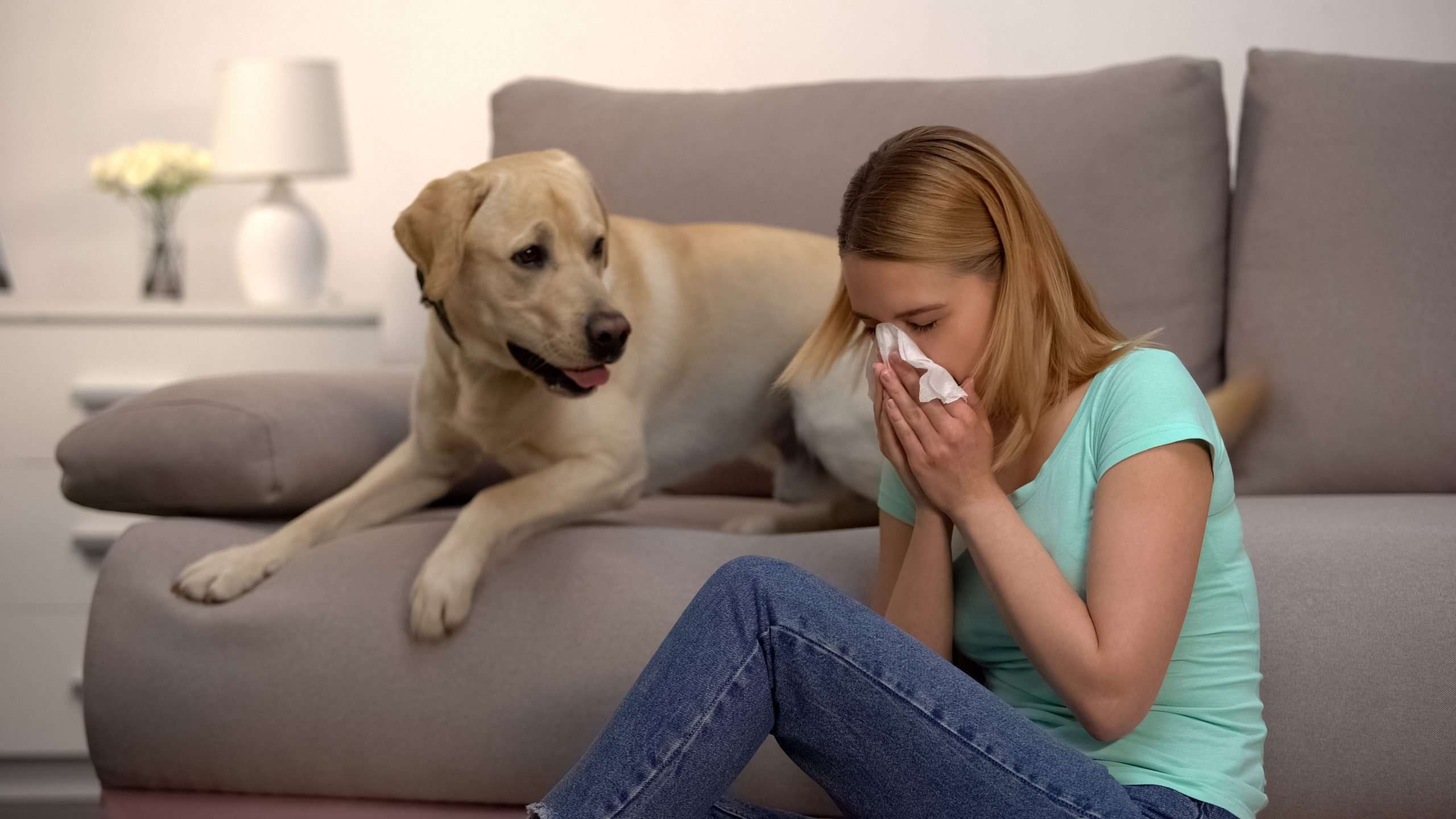Dog allergies: Are Labradors hypoallergenic?