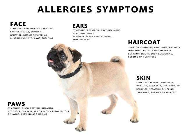 Dog Allergies: How to Know If Your Dog Has an Allergy