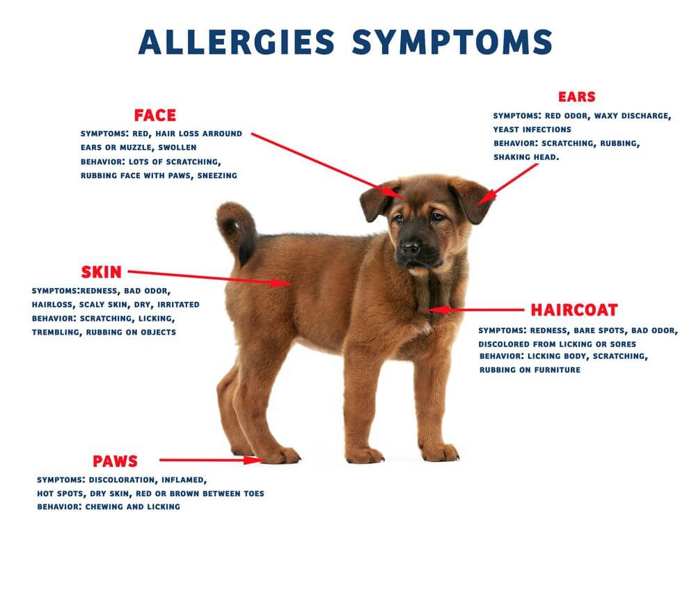 Dog Allergies Symptoms Sneezing