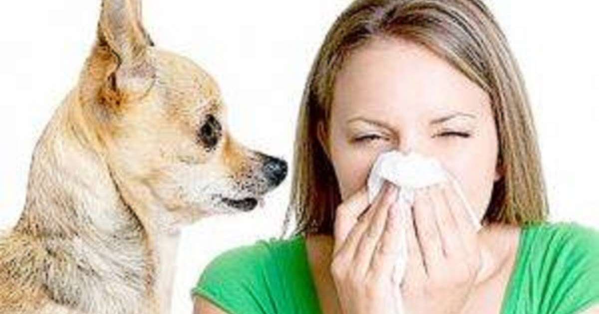 Dog and Cat Allergy Facts That Will Leave You Frozen ...