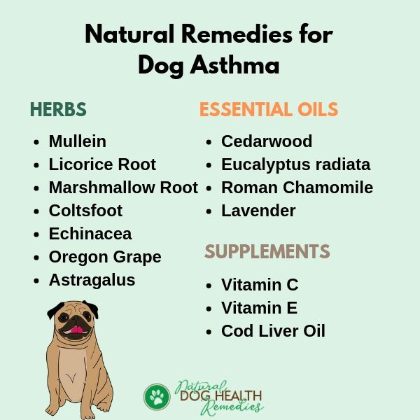 Dog Asthma Treatment